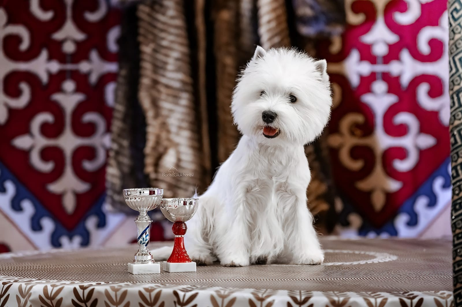 Международные выставки собак в Астане, Казахстан. Питомник собак породы вест хайленд вайт терьер в Москве