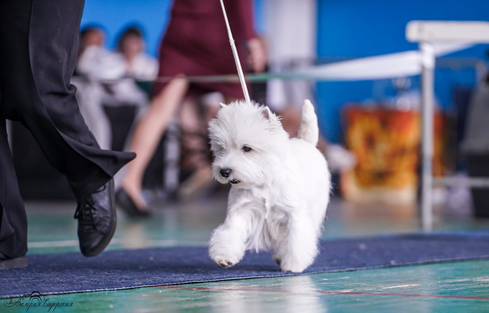 Липецк — Выставка собак 3 группы FCI + speciality. Питомник собак породы вест хайленд вайт терьер в Москве