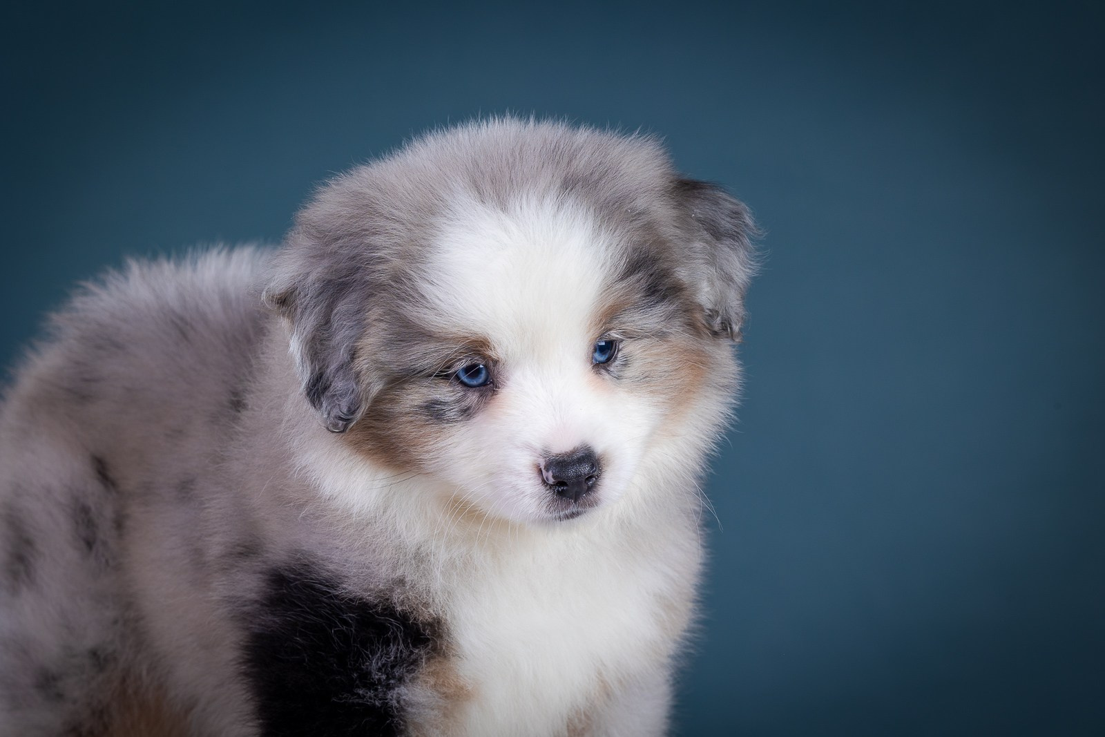 Фоны. Фотограф-анималист Natalia Deingel | Фотосъемка собак в Москве