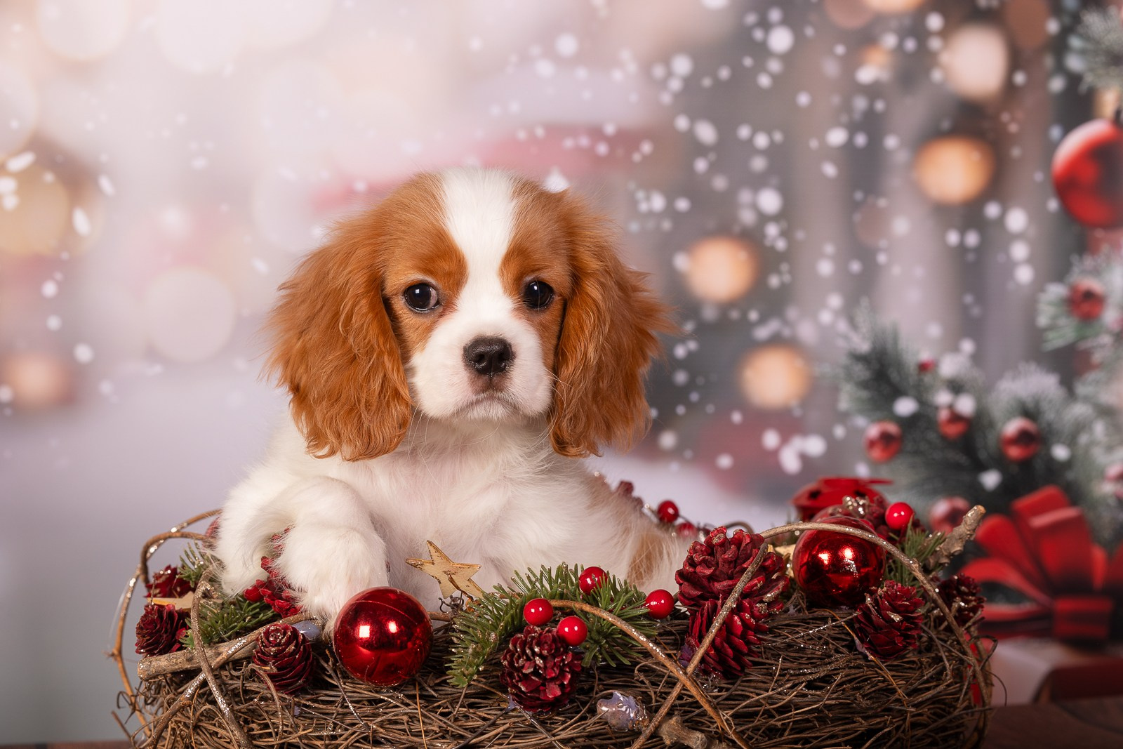 Фоны. Фотограф-анималист Natalia Deingel | Фотосъемка собак в Москве