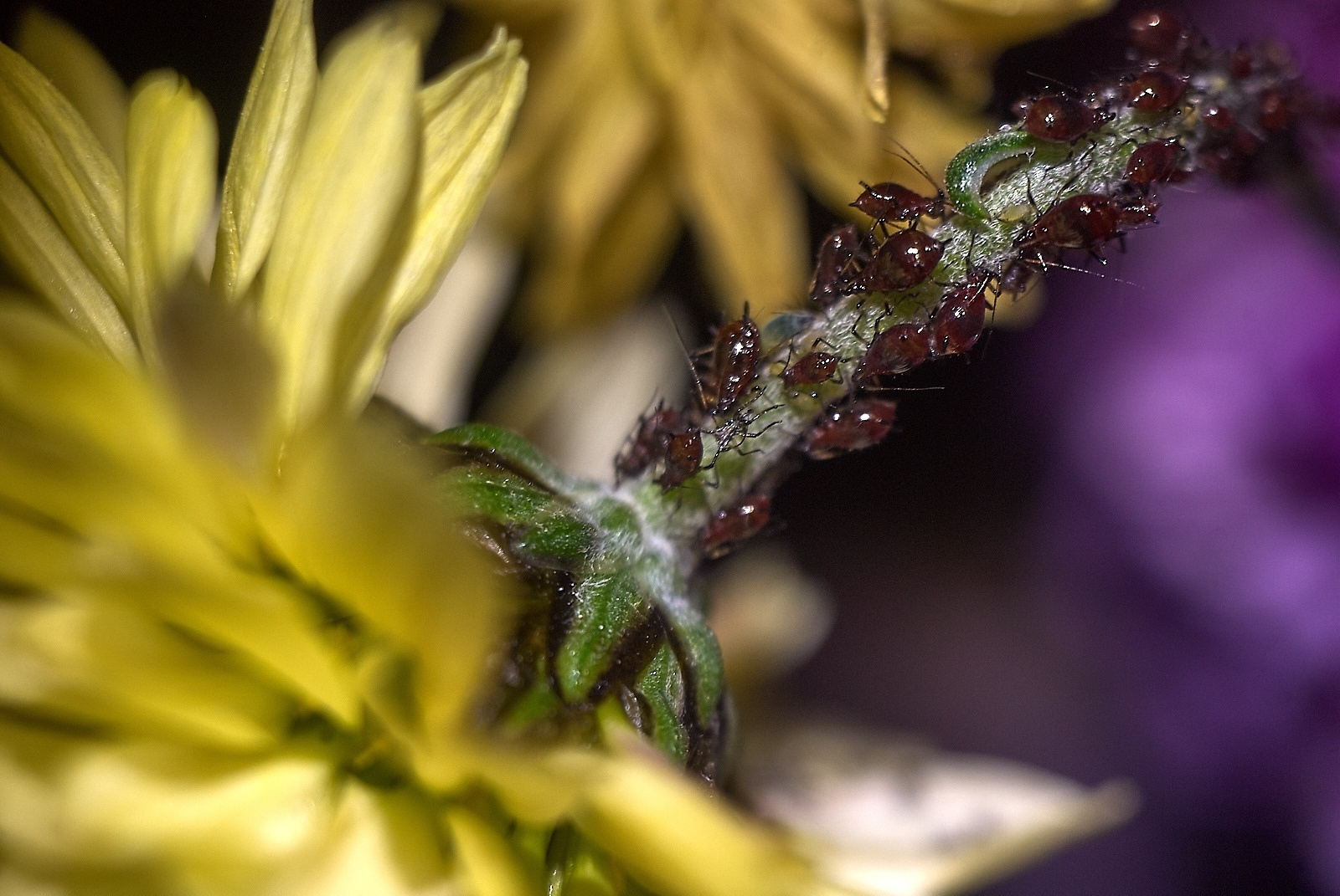 Макросъемка природы. Фотоцентр Перспектива: выпускные альбомы, фотошкола, курсы фотографии