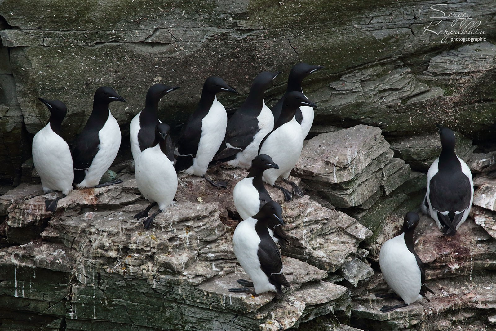 Море Лапетвых