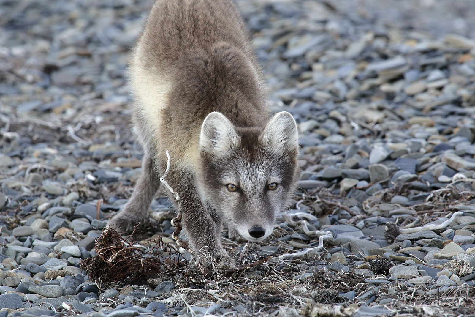 Море Лапетвых