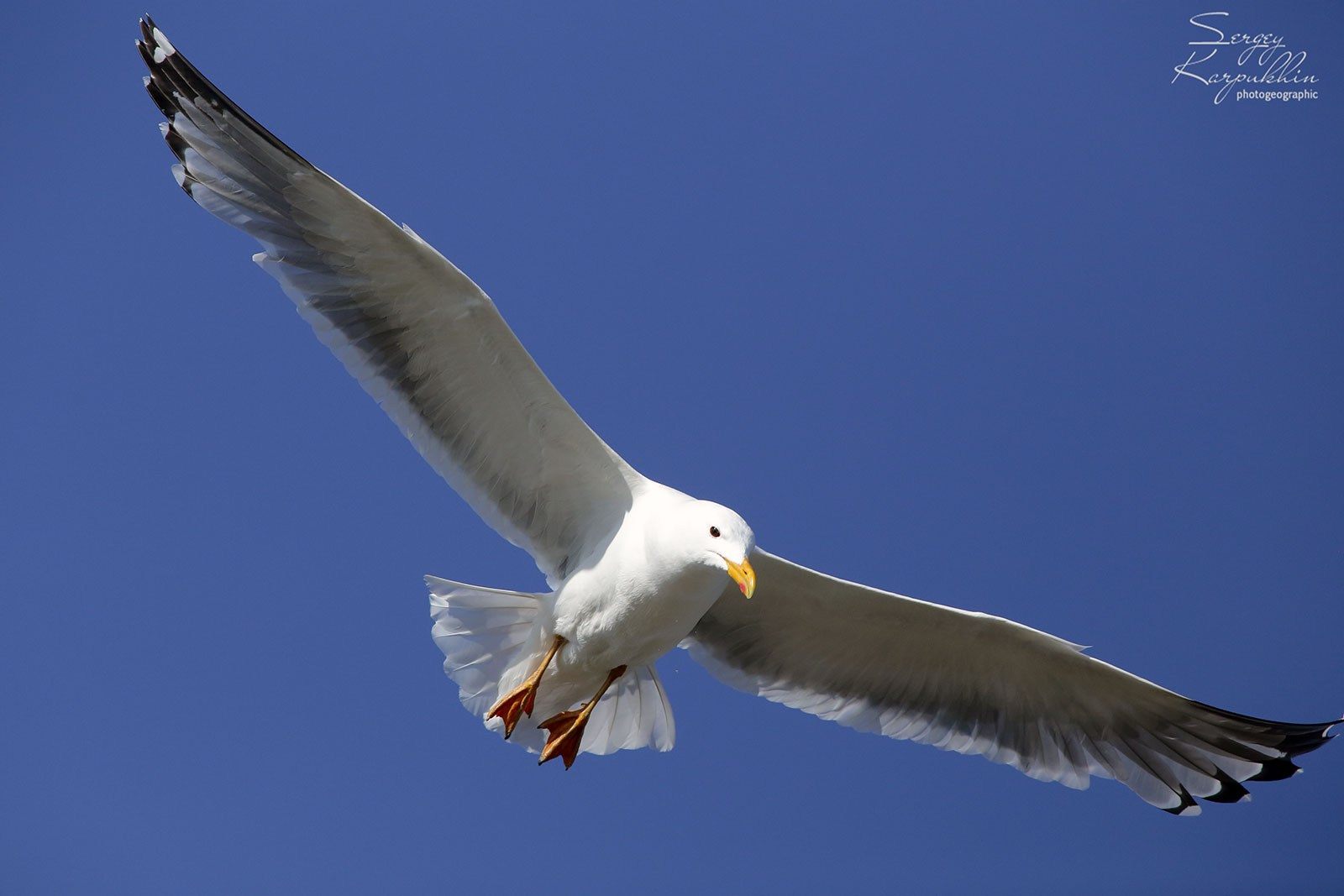 Море Лапетвых