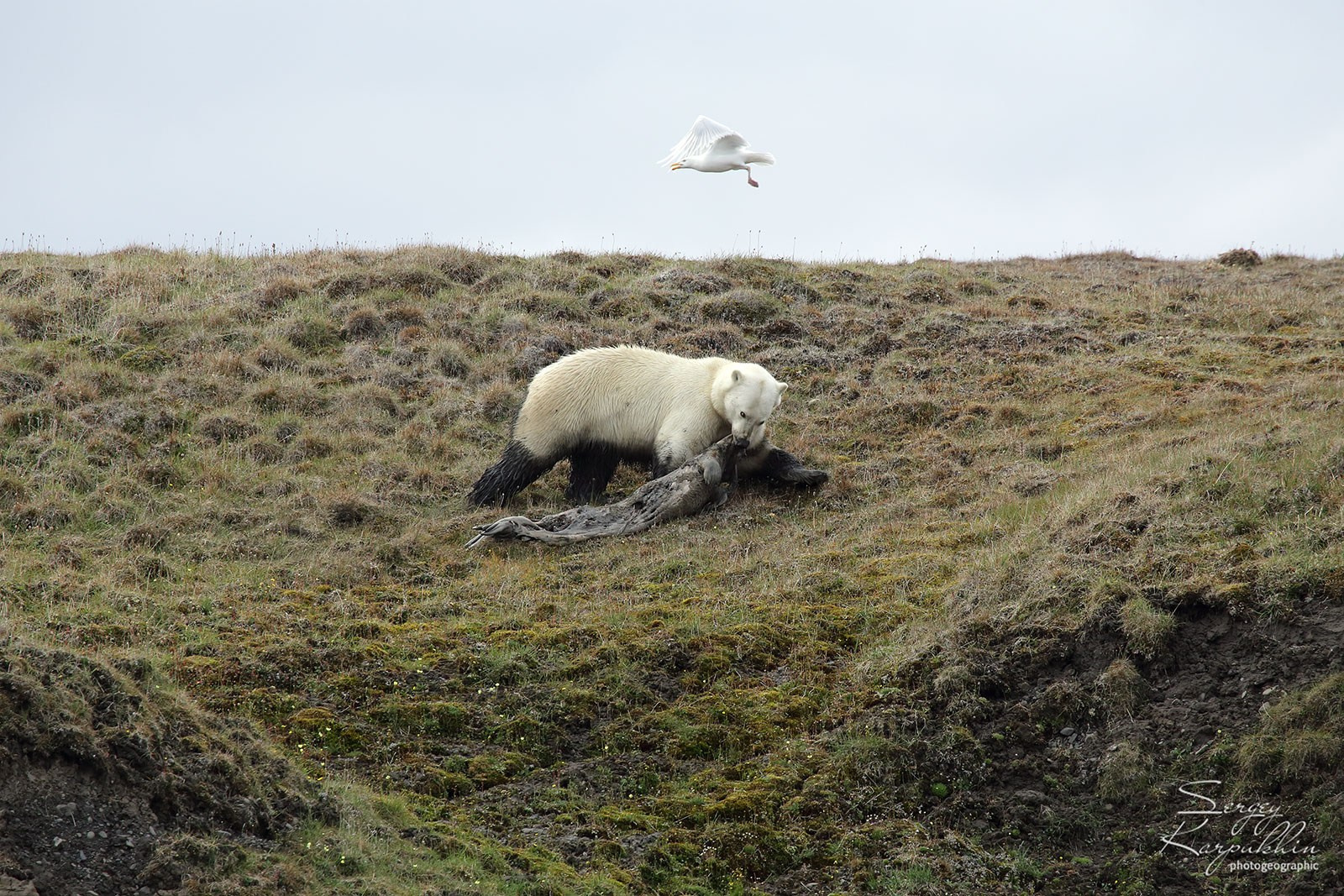 Море Лапетвых