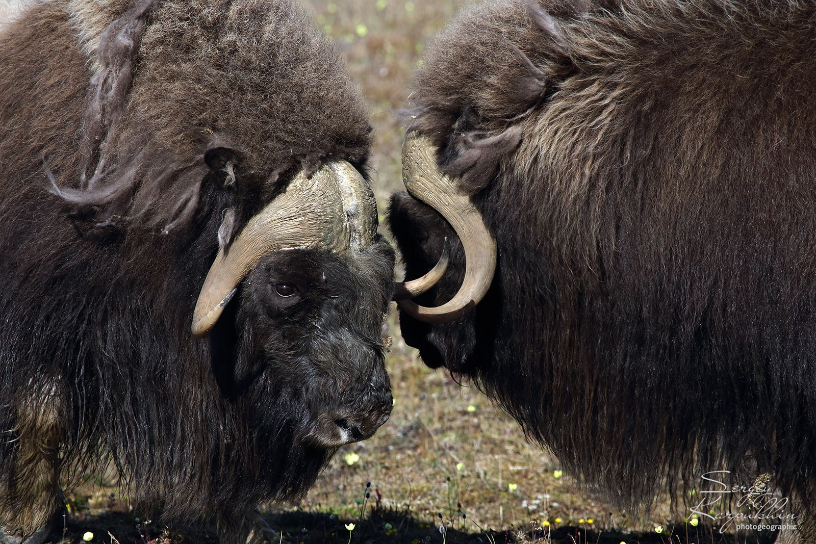 Море Лапетвых