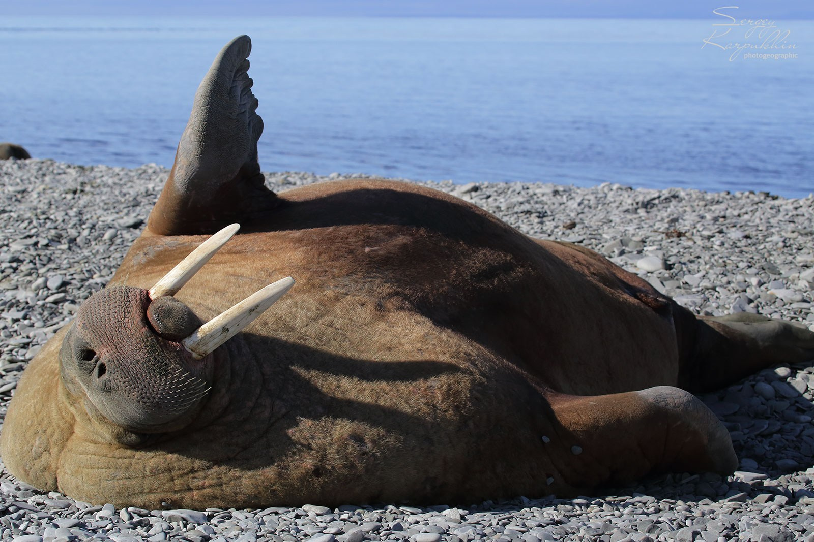 Море Лапетвых