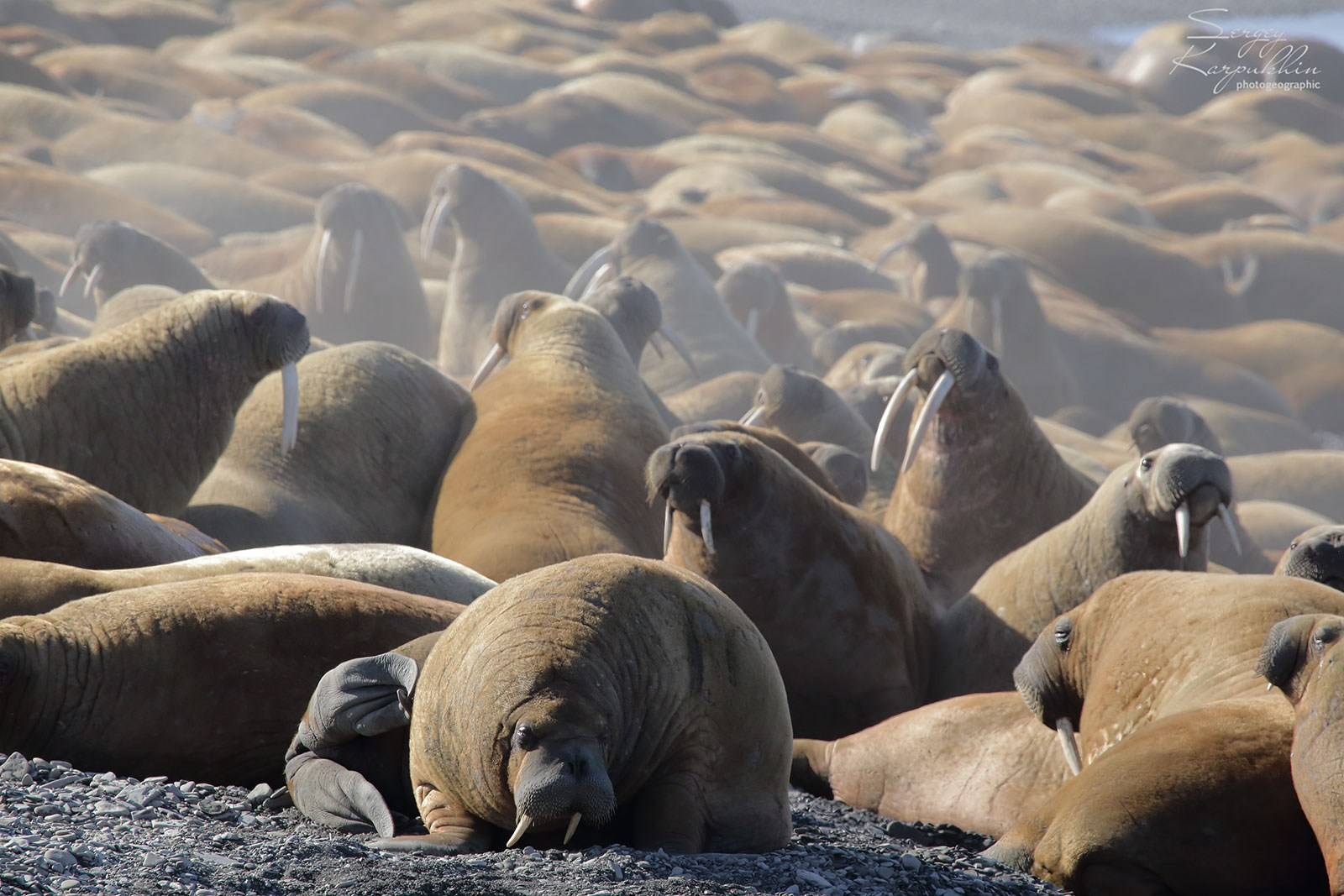 Море Лапетвых