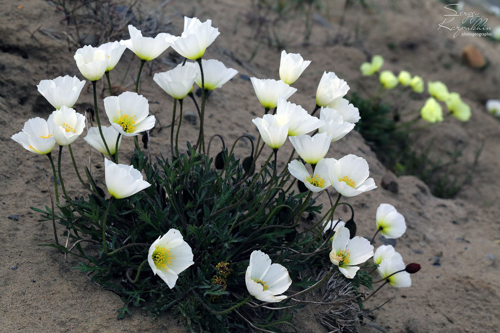 Море Лапетвых