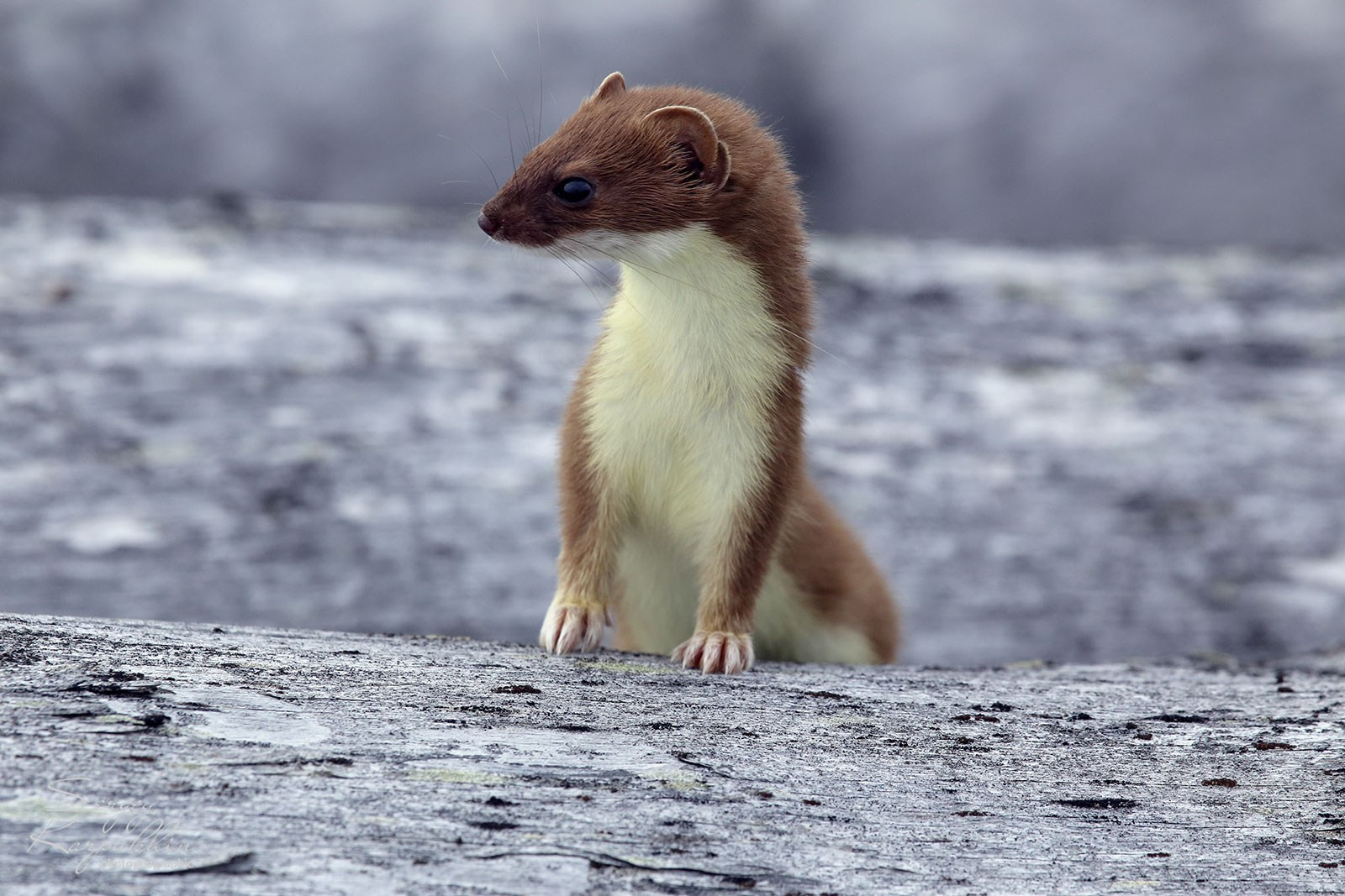 Море Лапетвых