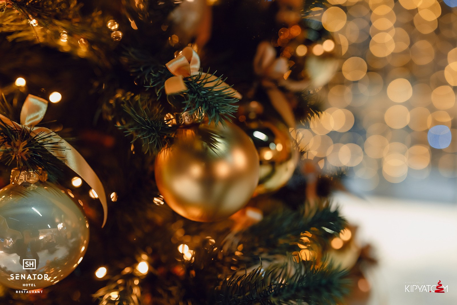 Senator. Кипятком Караганда