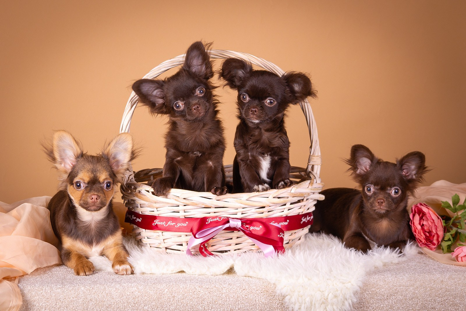 Приглашаю на студийные фото дни в феврале!. Фотограф-анималист Natalia Deingel | Фотосъемка собак в Москве