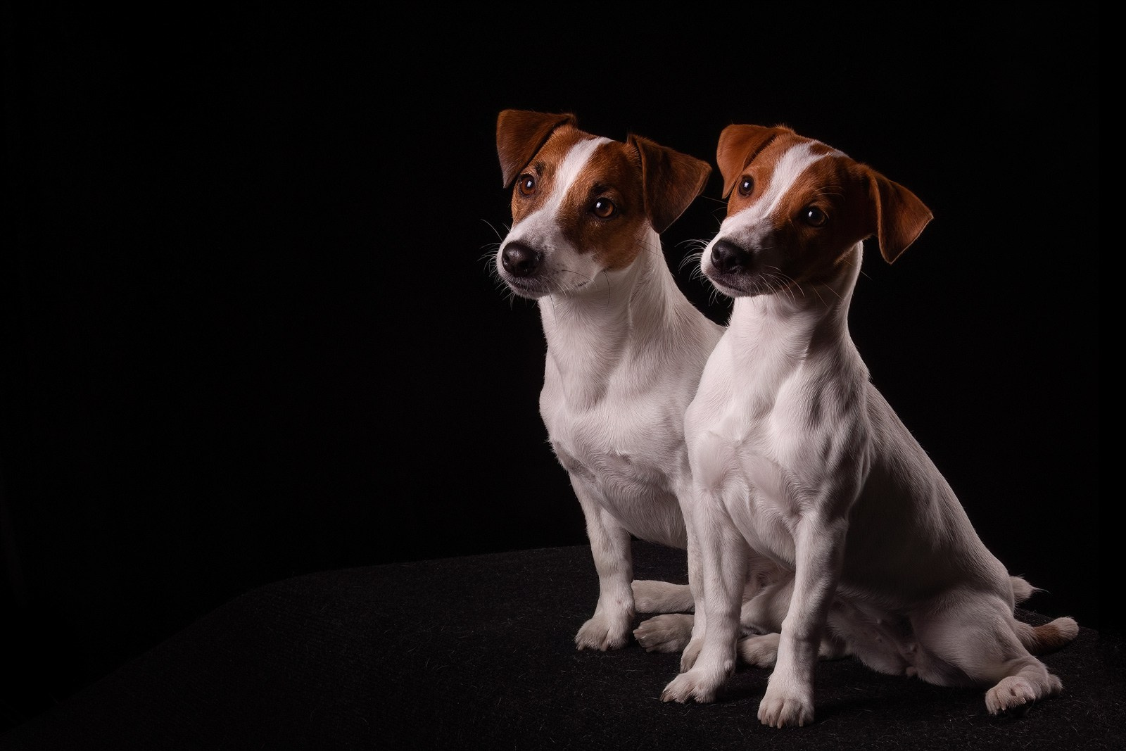 Приглашаю на студийные фото дни в феврале!. Фотограф-анималист Natalia Deingel | Фотосъемка собак в Москве