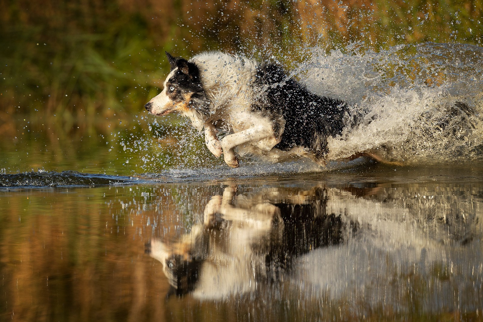 Выбираем тип съёмки. Фотограф-анималист Natalia Deingel | Фотосъемка собак в Москве
