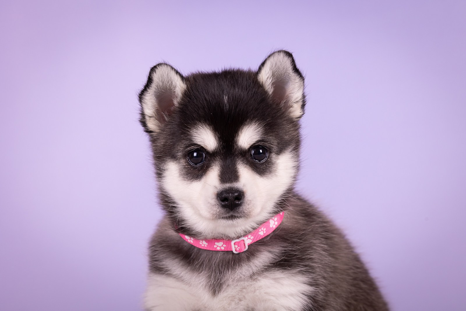 Фоны. Фотограф-анималист Natalia Deingel | Фотосъемка собак в Москве