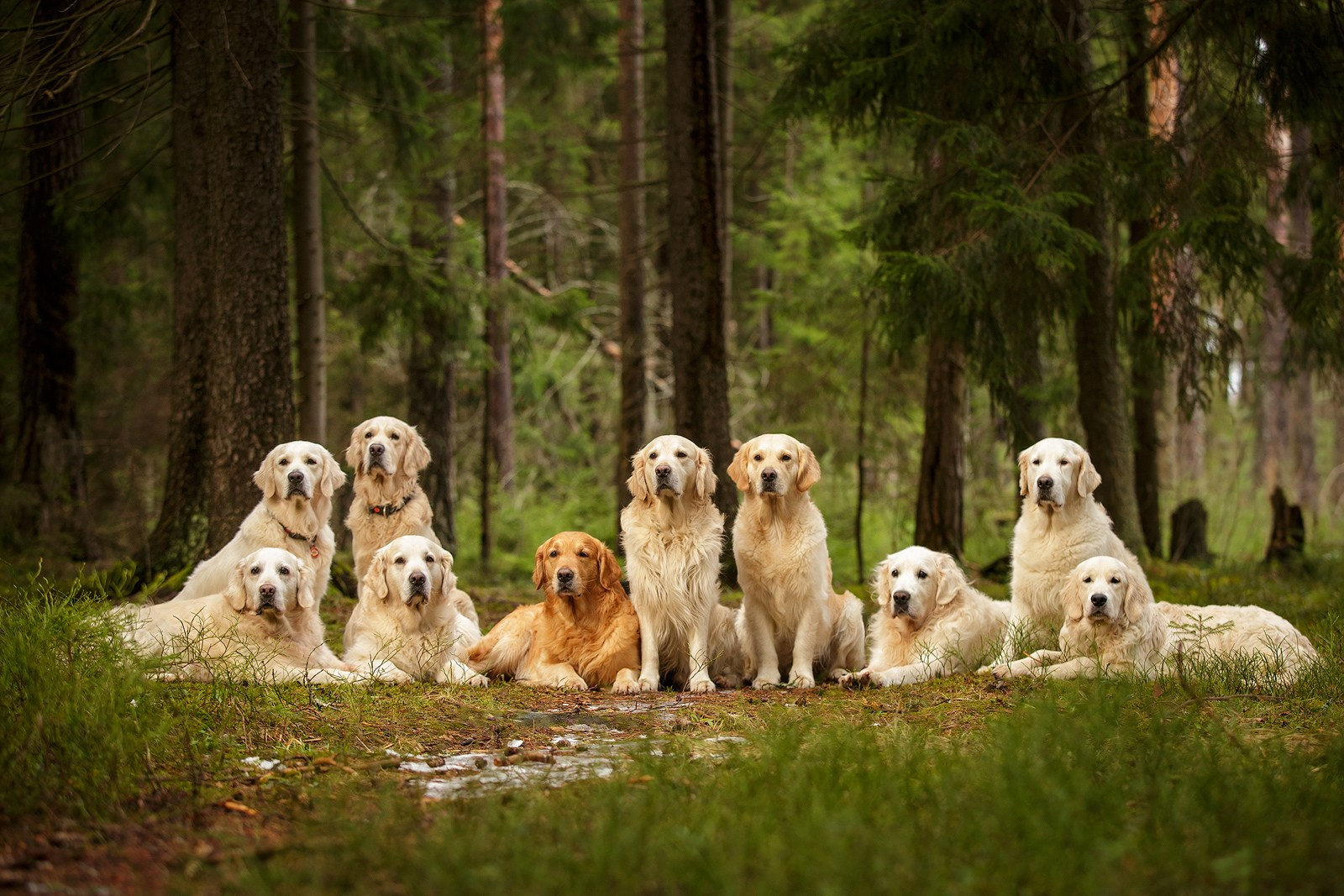 Выбираем тип съёмки. Фотограф-анималист Natalia Deingel | Фотосъемка собак в Москве