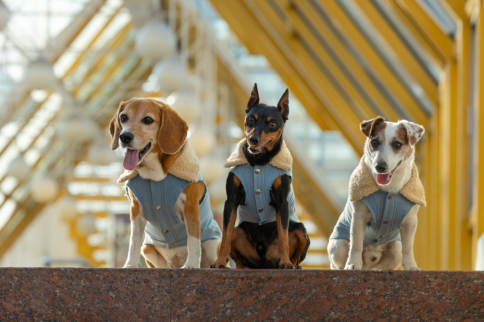 Услуги. Фотограф-анималист Natalia Deingel | Фотосъемка собак в Москве