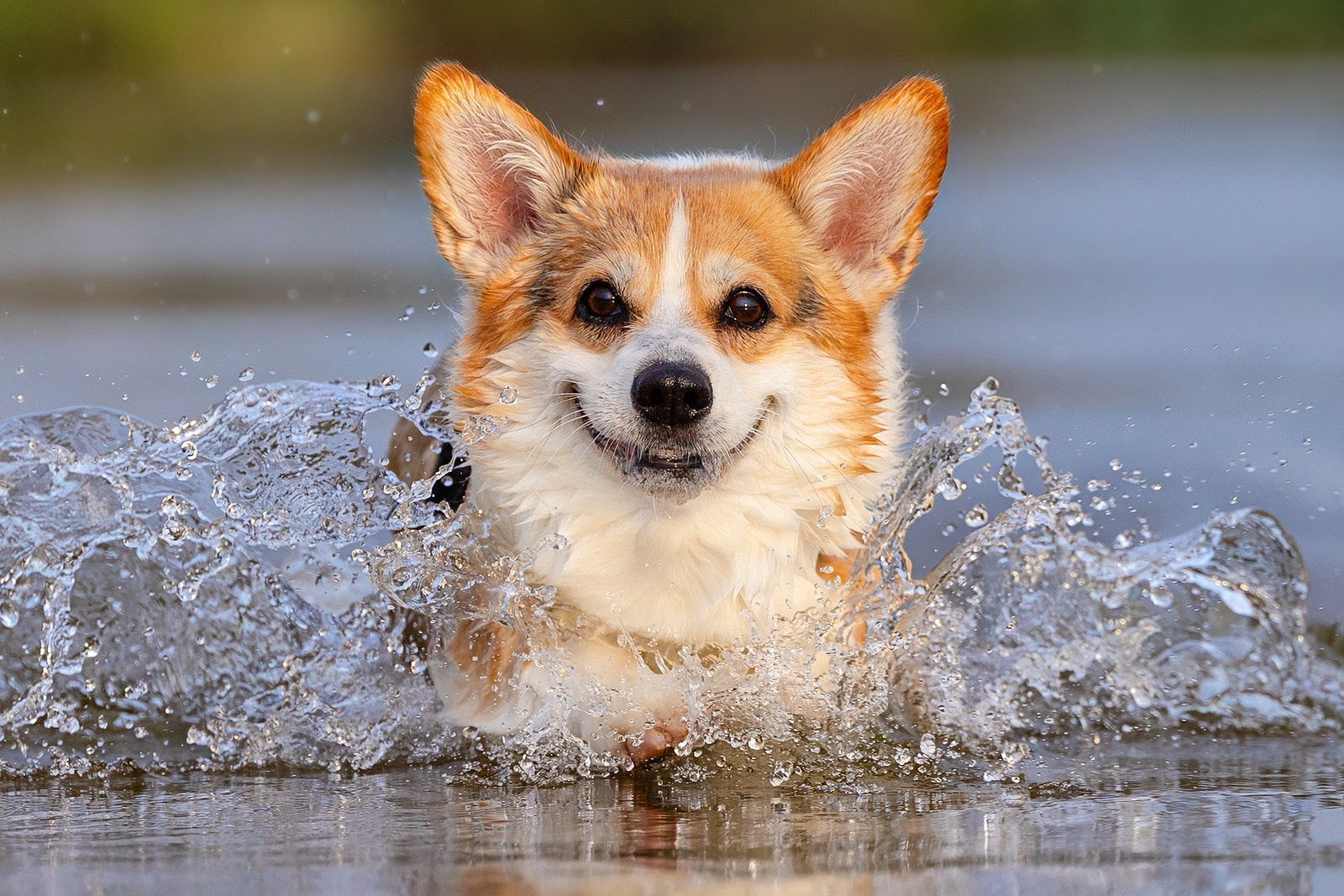 Услуги. Фотограф-анималист Natalia Deingel | Фотосъемка собак в Москве