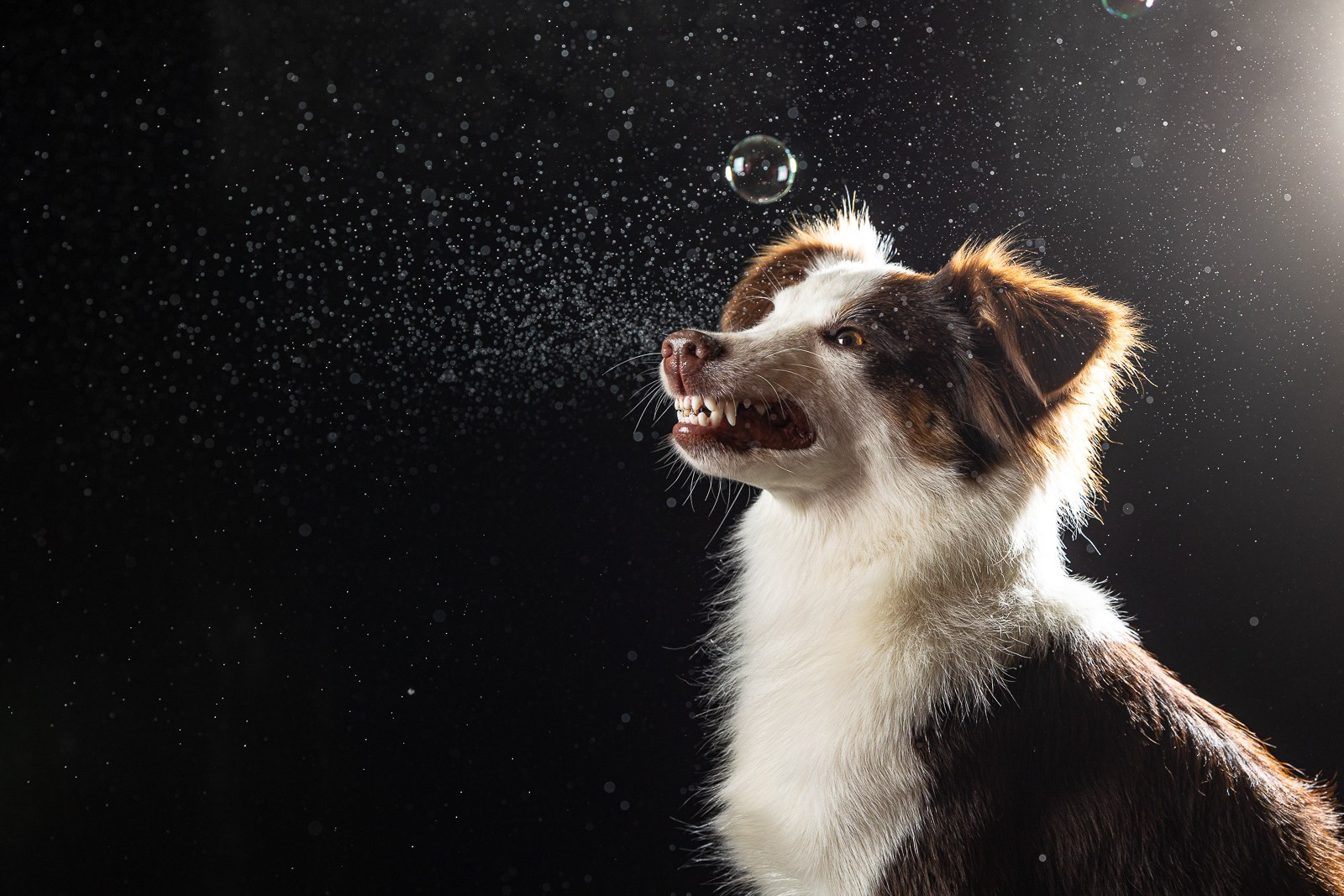 Приглашаю на студийные фото дни в феврале!. Фотограф-анималист Natalia Deingel | Фотосъемка собак в Москве