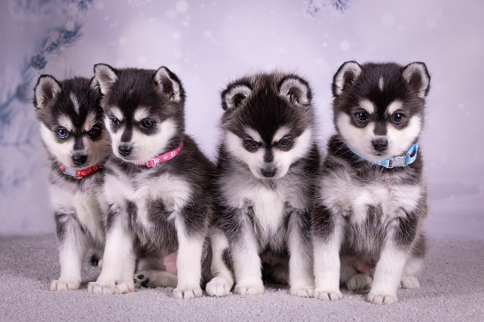 Фоны. Фотограф-анималист Natalia Deingel | Фотосъемка собак в Москве