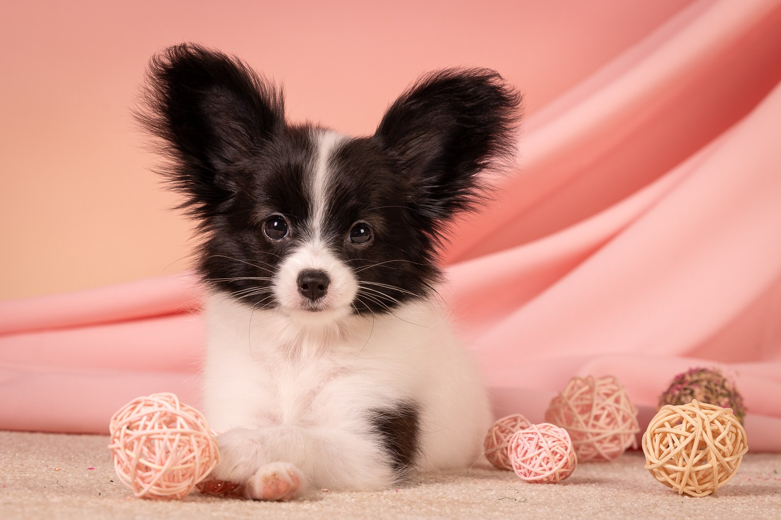 Фоны. Фотограф-анималист Natalia Deingel | Фотосъемка собак в Москве