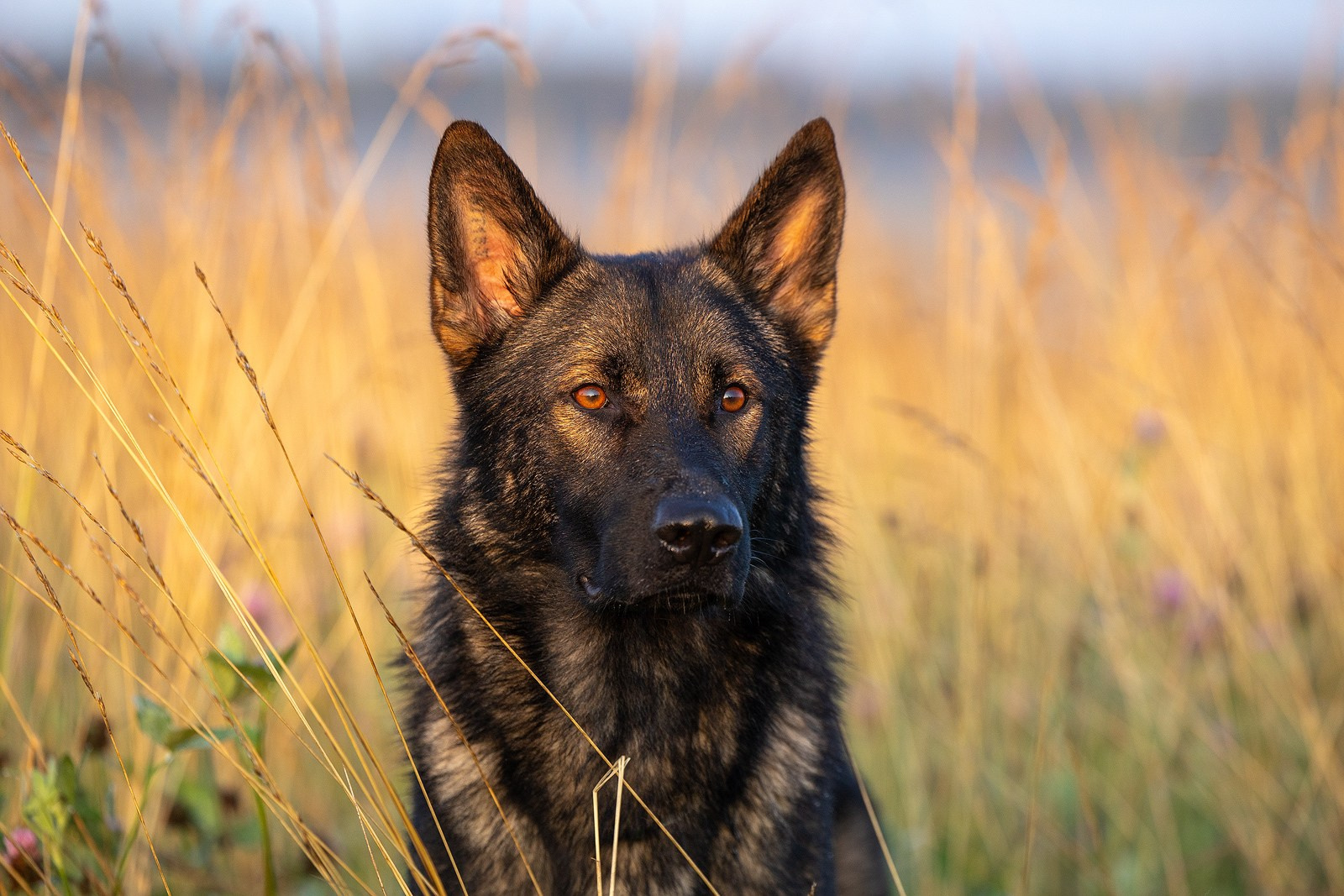 Выбираем тип съёмки. Фотограф-анималист Natalia Deingel | Фотосъемка собак в Москве
