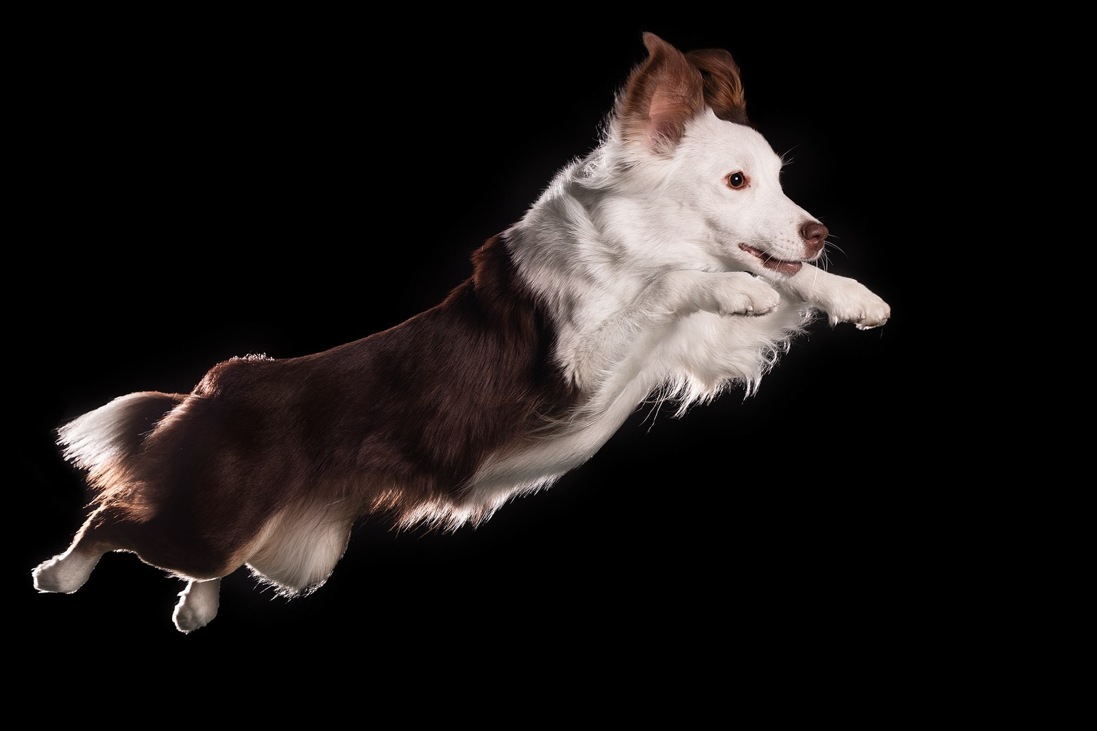 Выбираем тип съёмки (1). Фотограф-анималист Natalia Deingel | Фотосъемка собак в Москве