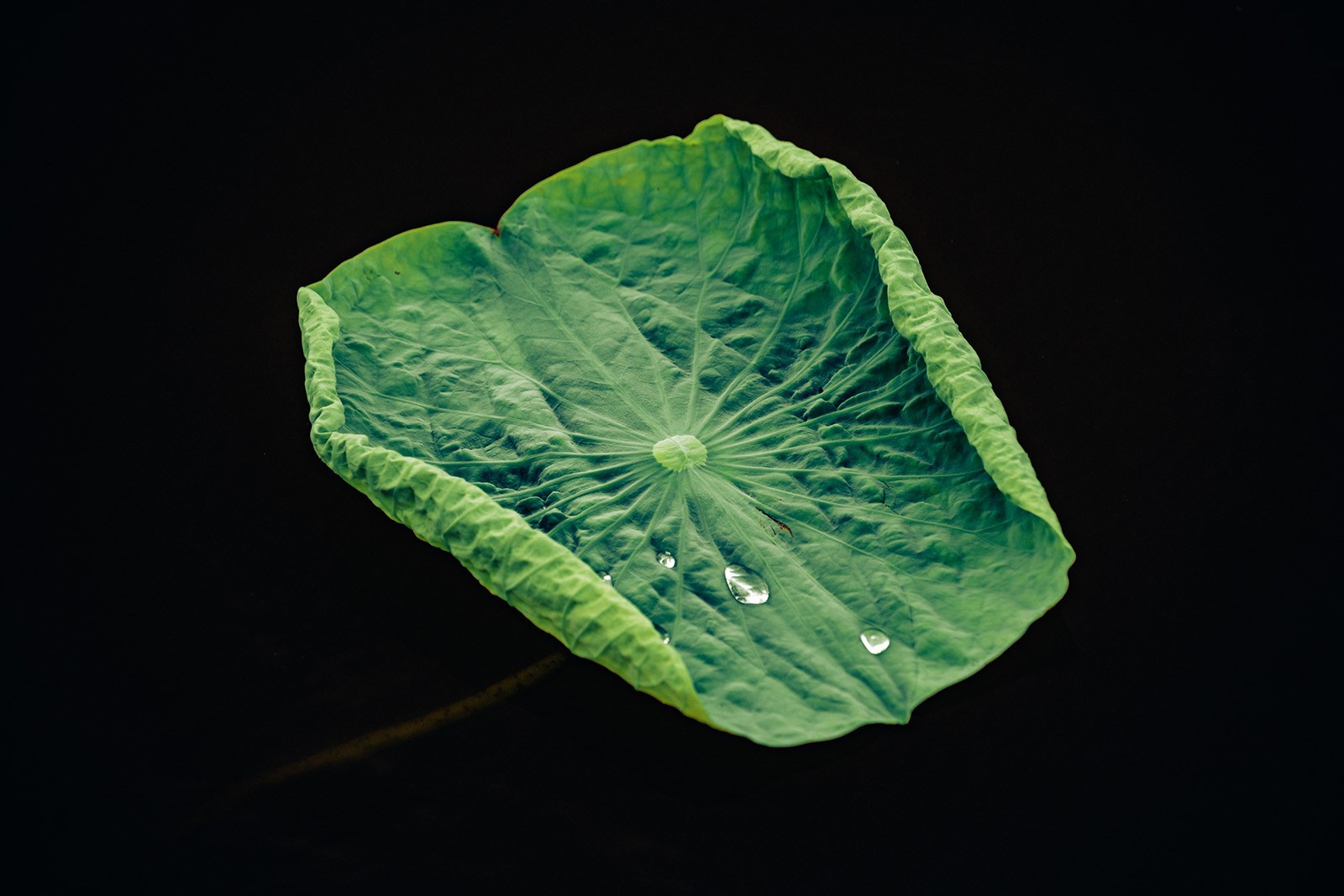 Цветение лотосов. Иван Зайцев (IZIART) — визуальные истории для брендов, людей и мест