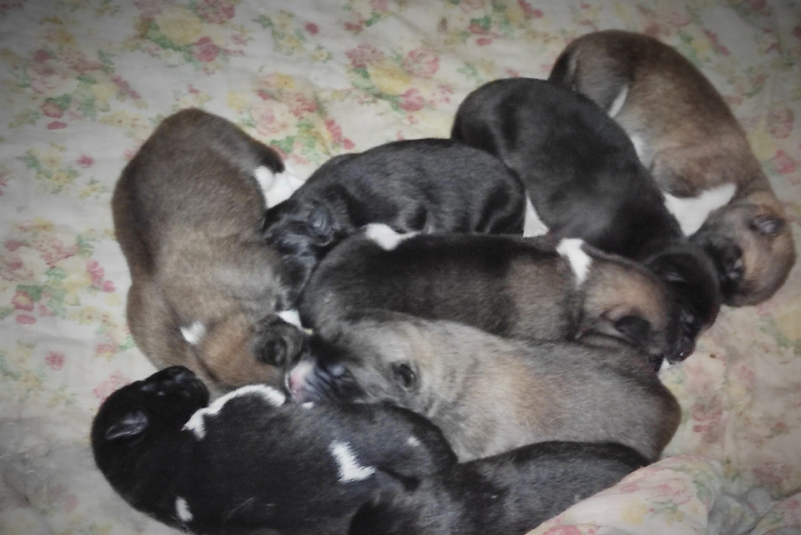 ПОМЕТЫ американских акит. AMERICAN AKITA RUBYLIGHT KENNEL I SHIBA-INU