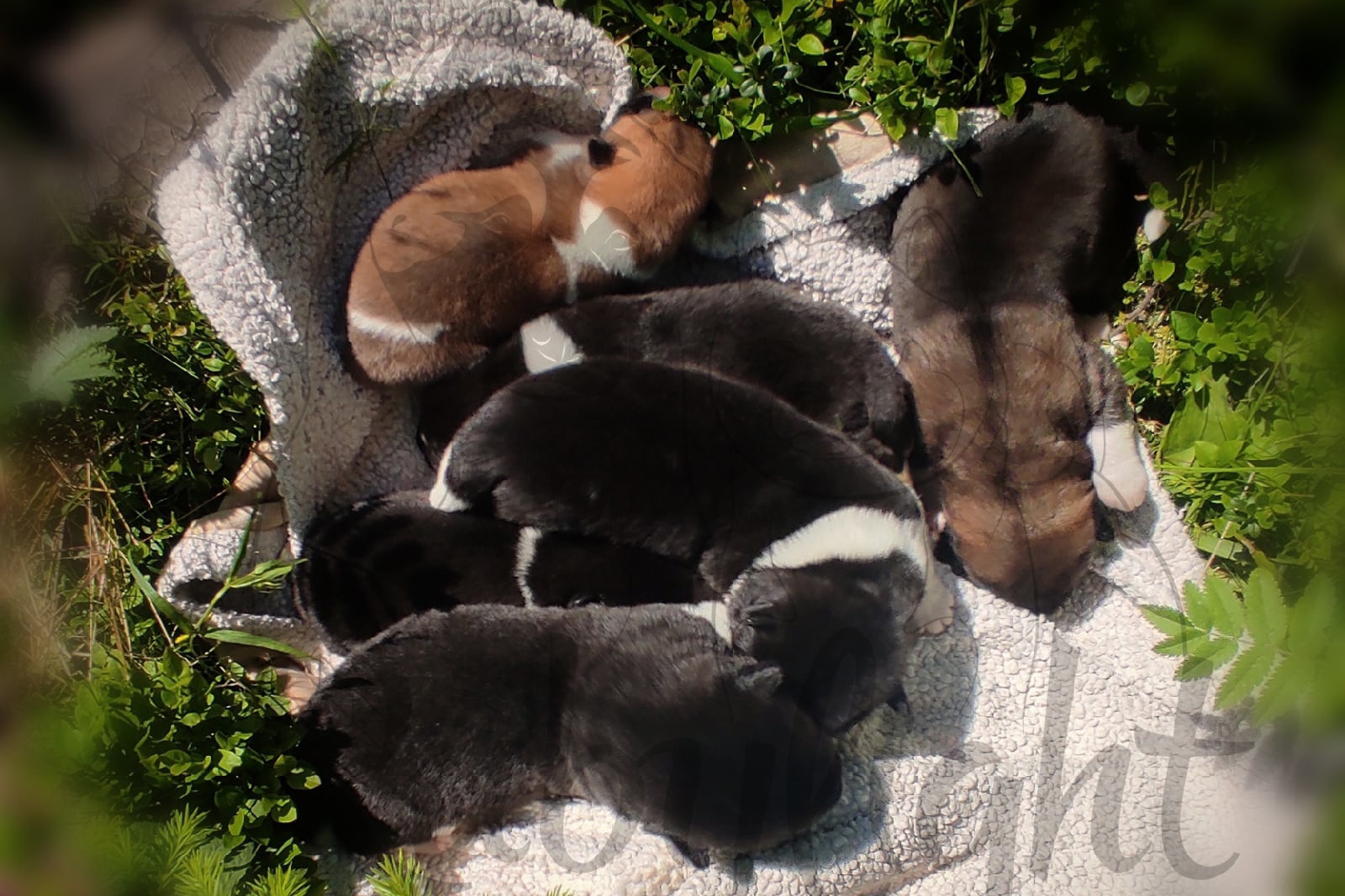 ПОМЕТЫ американских акит. AMERICAN AKITA RUBYLIGHT KENNEL I SHIBA-INU