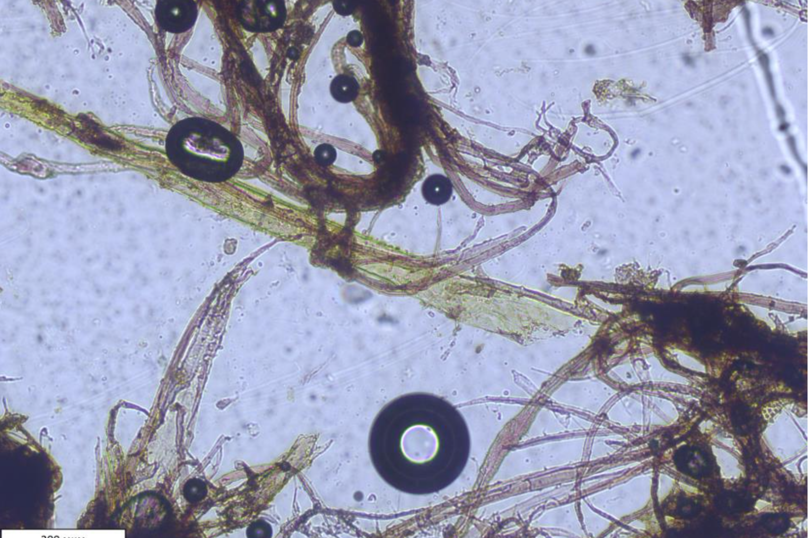 My handmade paper in the publication at the Art Magazine