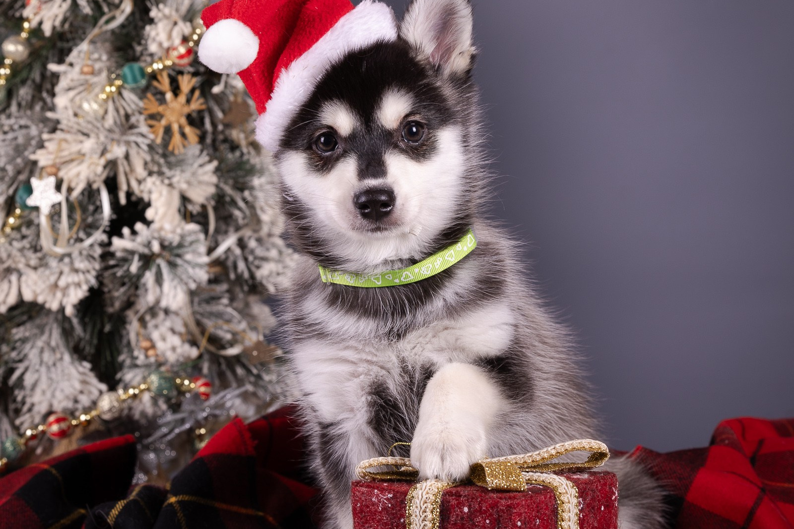 Фоны. Фотограф-анималист Natalia Deingel | Фотосъемка собак в Москве