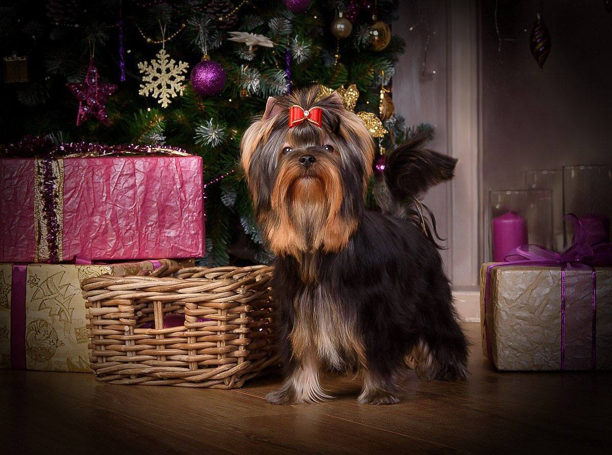 МАЙ СИЛЬВЕР ФРЕНД СЭЛФИ. Питомник Йоркширских терьеров Дэнстайл в Санкт-Петербурге заводчик Тих