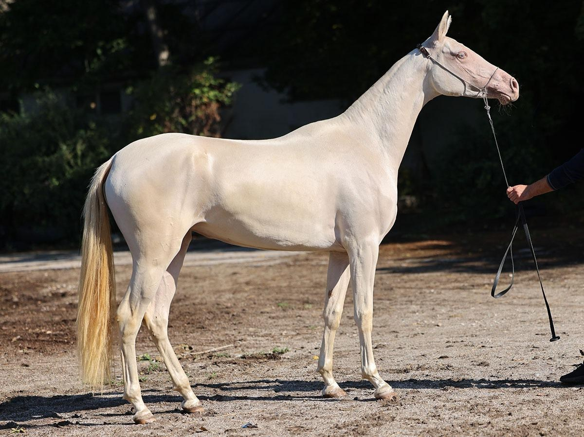 Кобылы. Horses for sale and for breeding