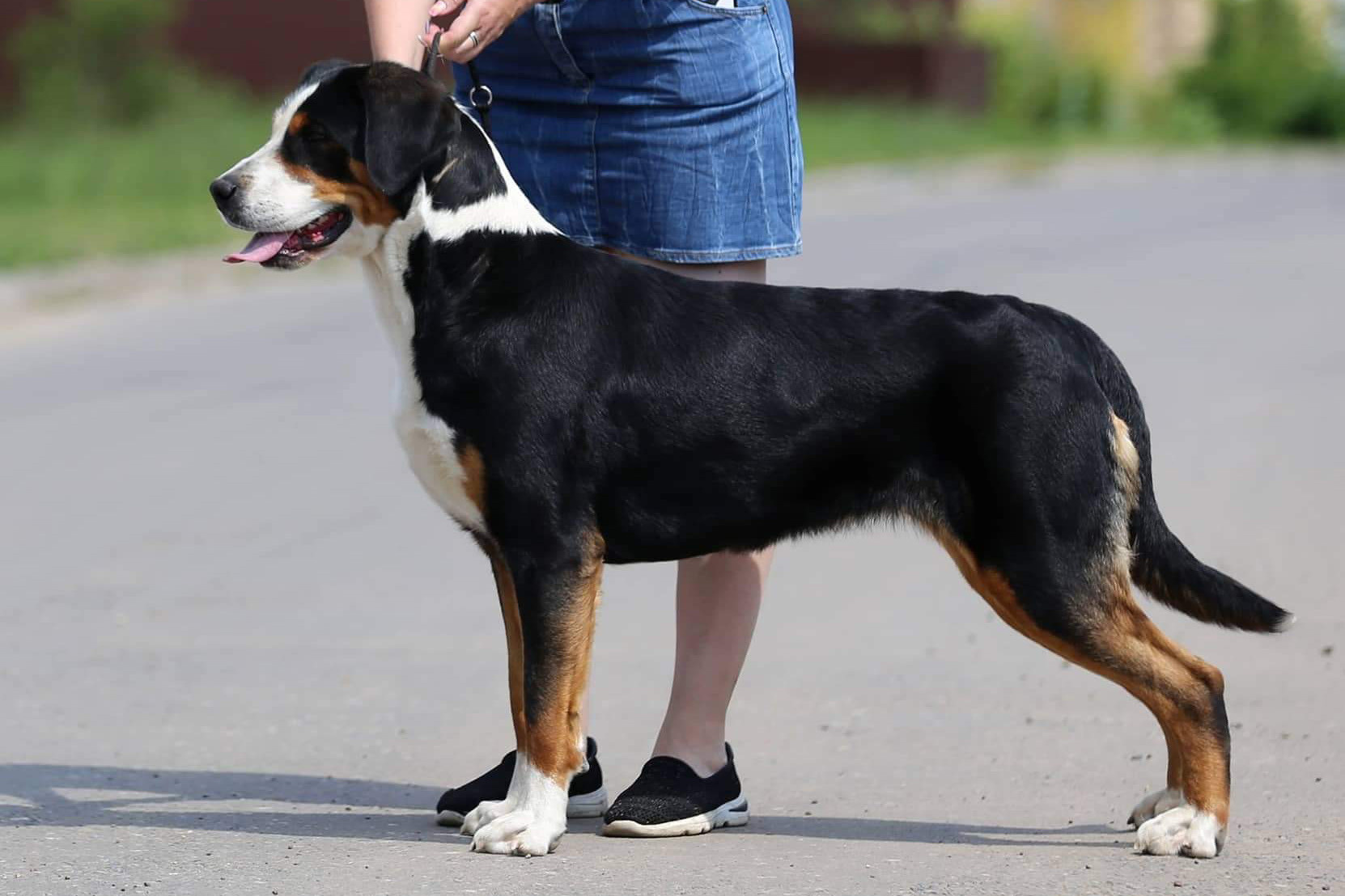 Большой Швейцарский Зенненхунд Бриошь с Крестового Похода. Питомник Больших Швейцарских Зенненхундов в Калужской области