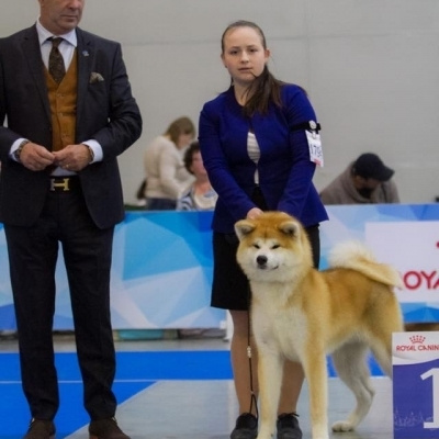 Dog show 2018. SHIOMARU Питомник сиба и акита-ину