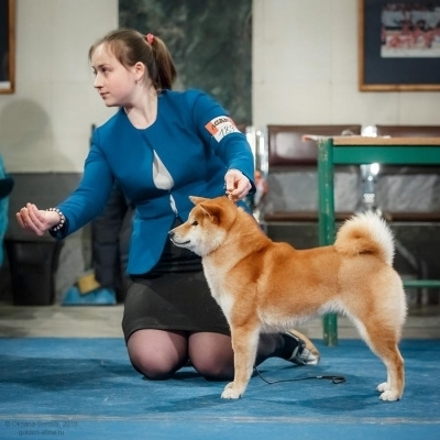 Dog show 2018. SHIOMARU Питомник сиба и акита-ину