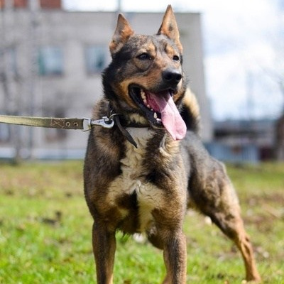 Истории. Улыбка собаки — спасение и пристройство бездомных собак