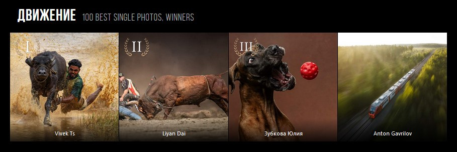 Мои достижения. Фотограф-анималист Юлия Зубкова