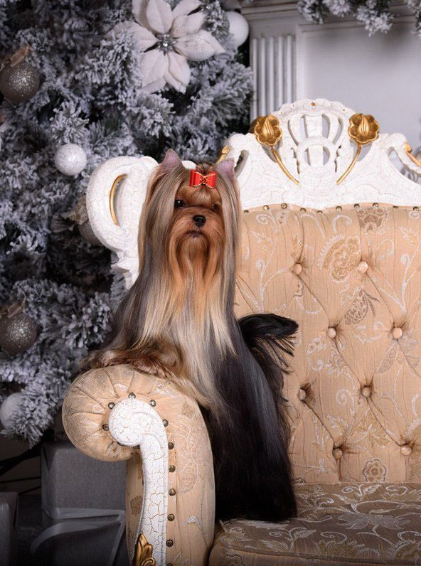 Дэнстайл Тайная Страсть. Питомник Йоркширских терьеров Дэнстайл в Санкт-Петербурге заводчик Тих