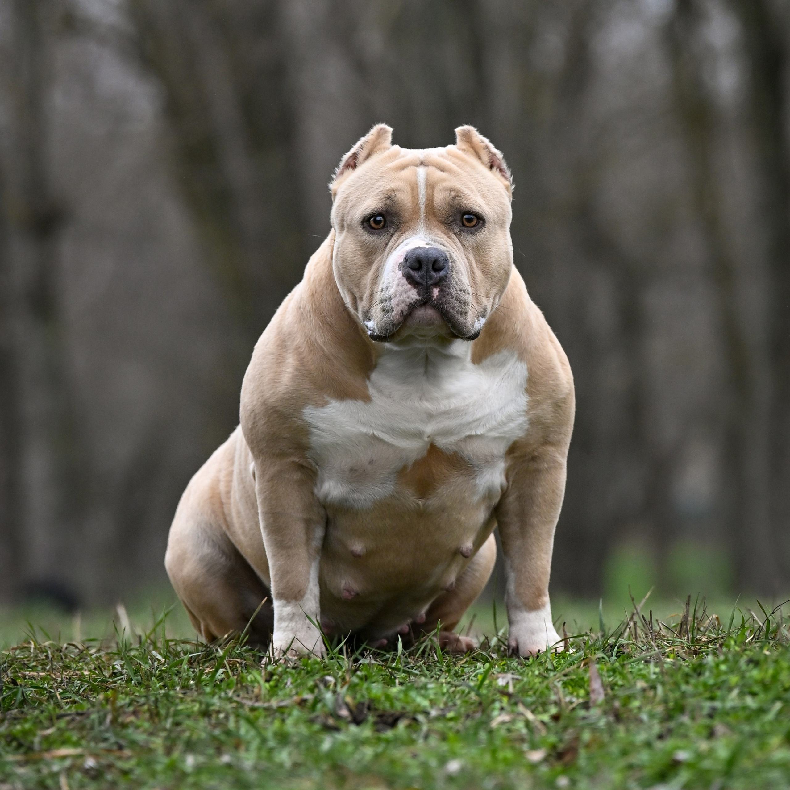 купить щенка в официальном питомнике American Bully в Хабаровске