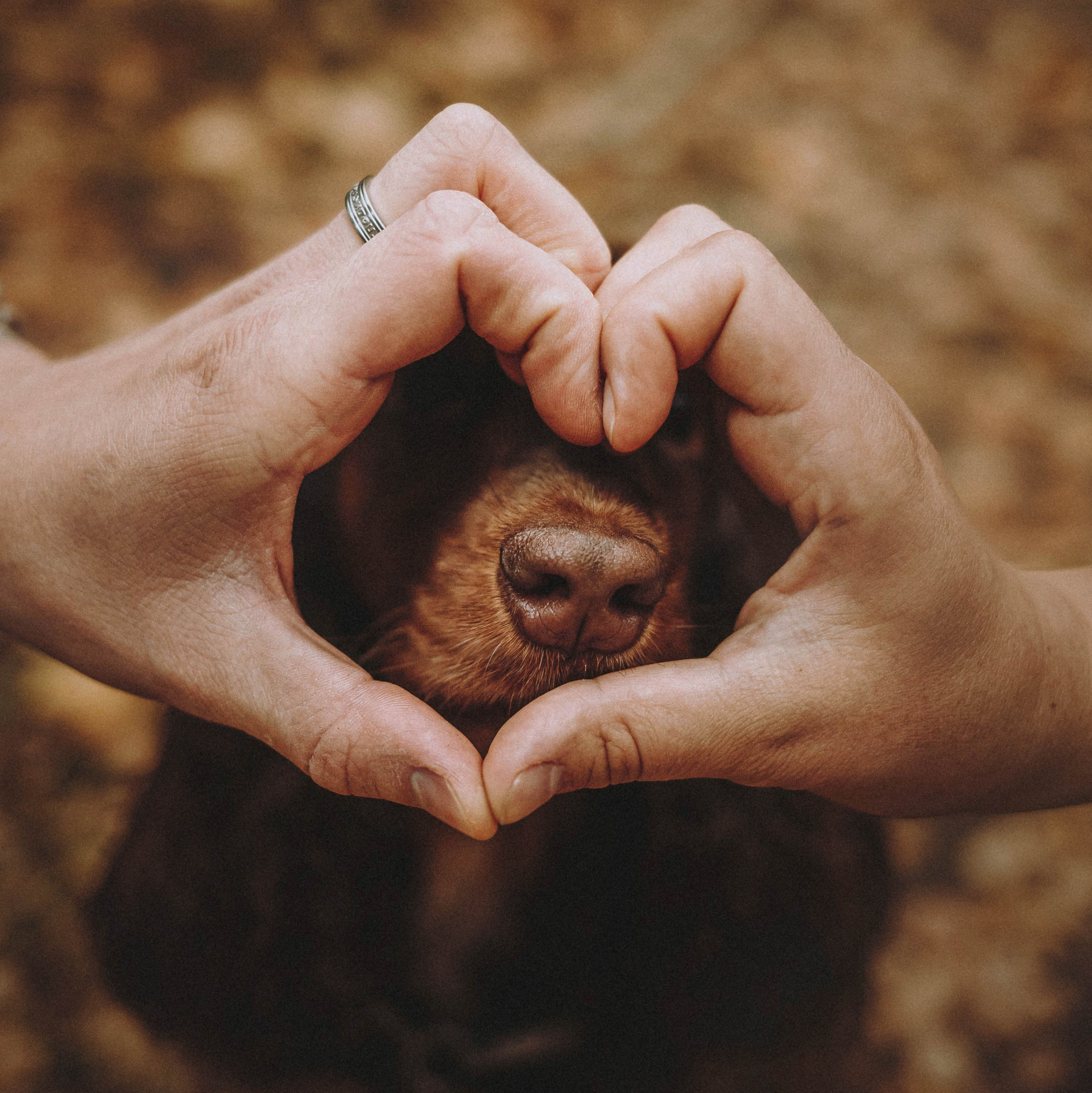 КАК ВЫБРАТЬ ФОТОАППАРАТ ДЛЯ СЪЕМКИ ЖИВОТНЫХ?