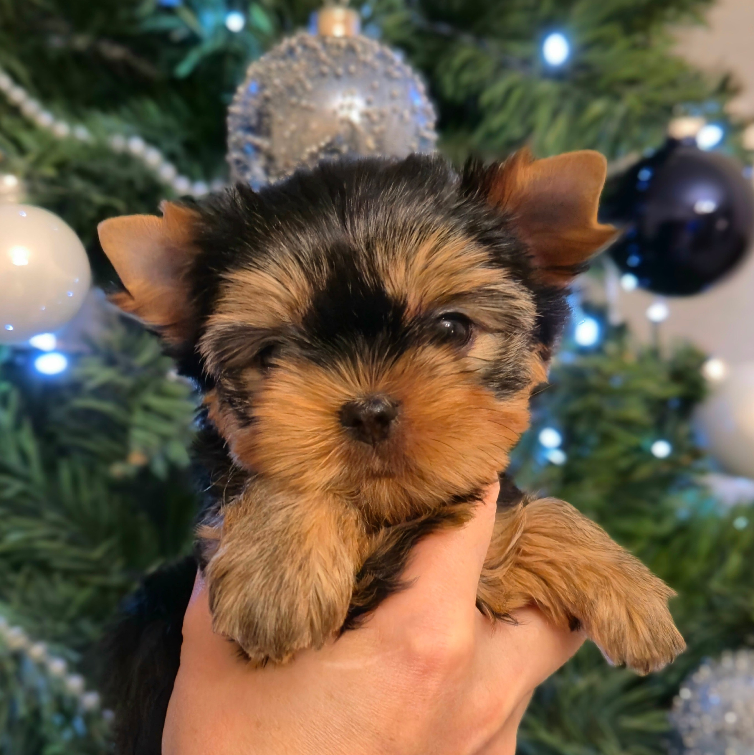 Йоркширские терьеры питомника Воле'Т Шоу Vole'T Shou. Йоркширский терьер — питомник йоркширских терьеров Vole'T Shou