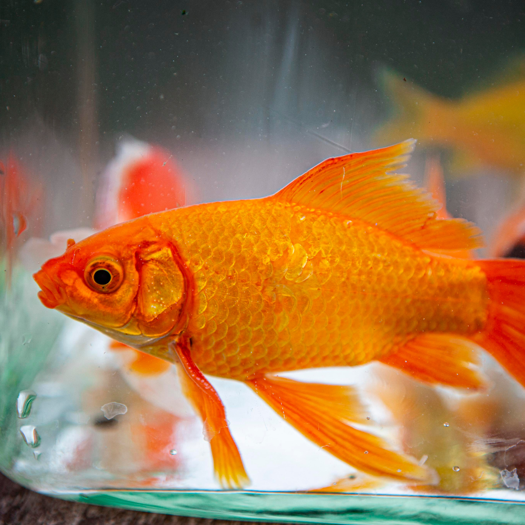 Кометы. Москои — декоративные рыбы карпы кои на продажу Москва, Дмитров, Курск