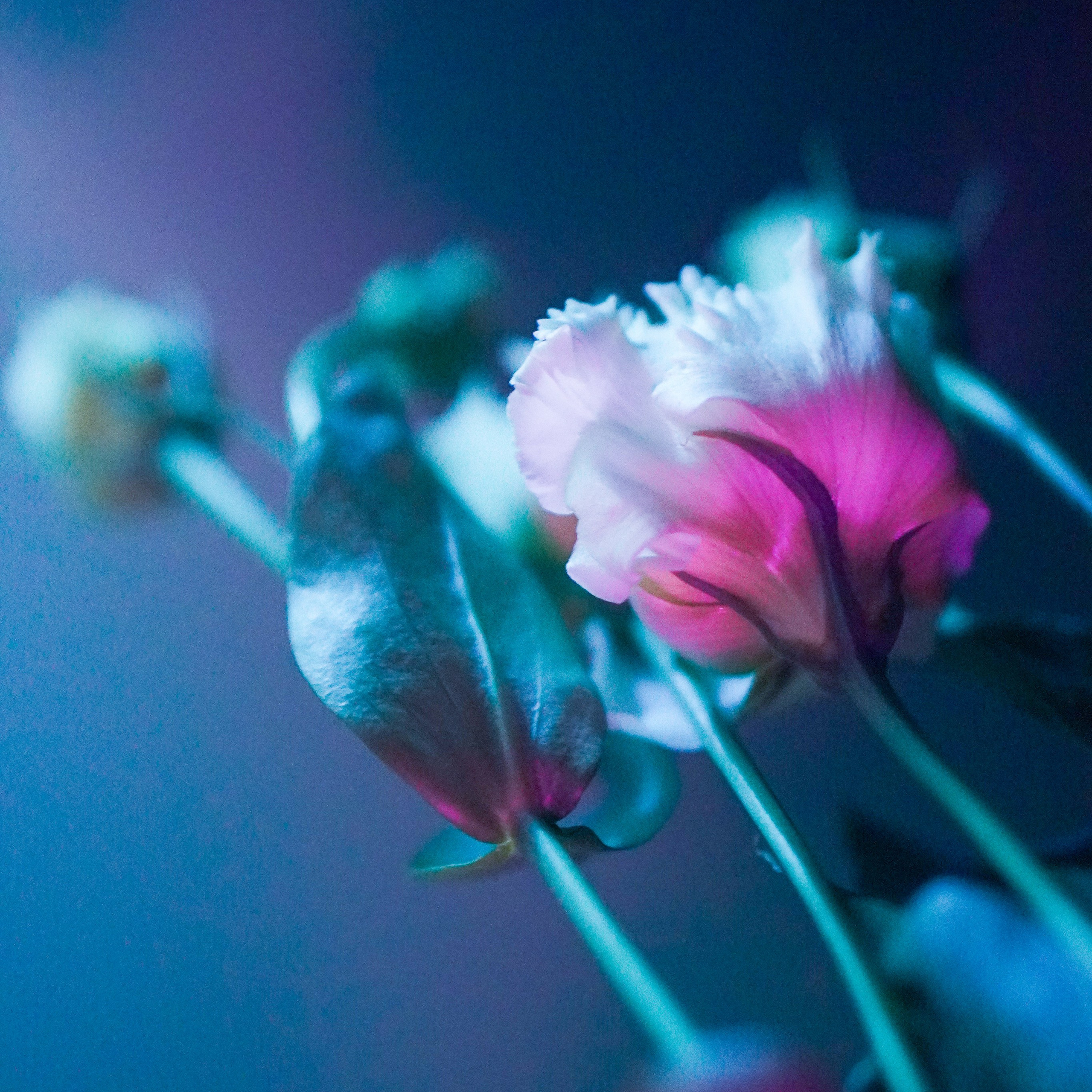 Портретный фотограф в Москве Юлия Чекалина