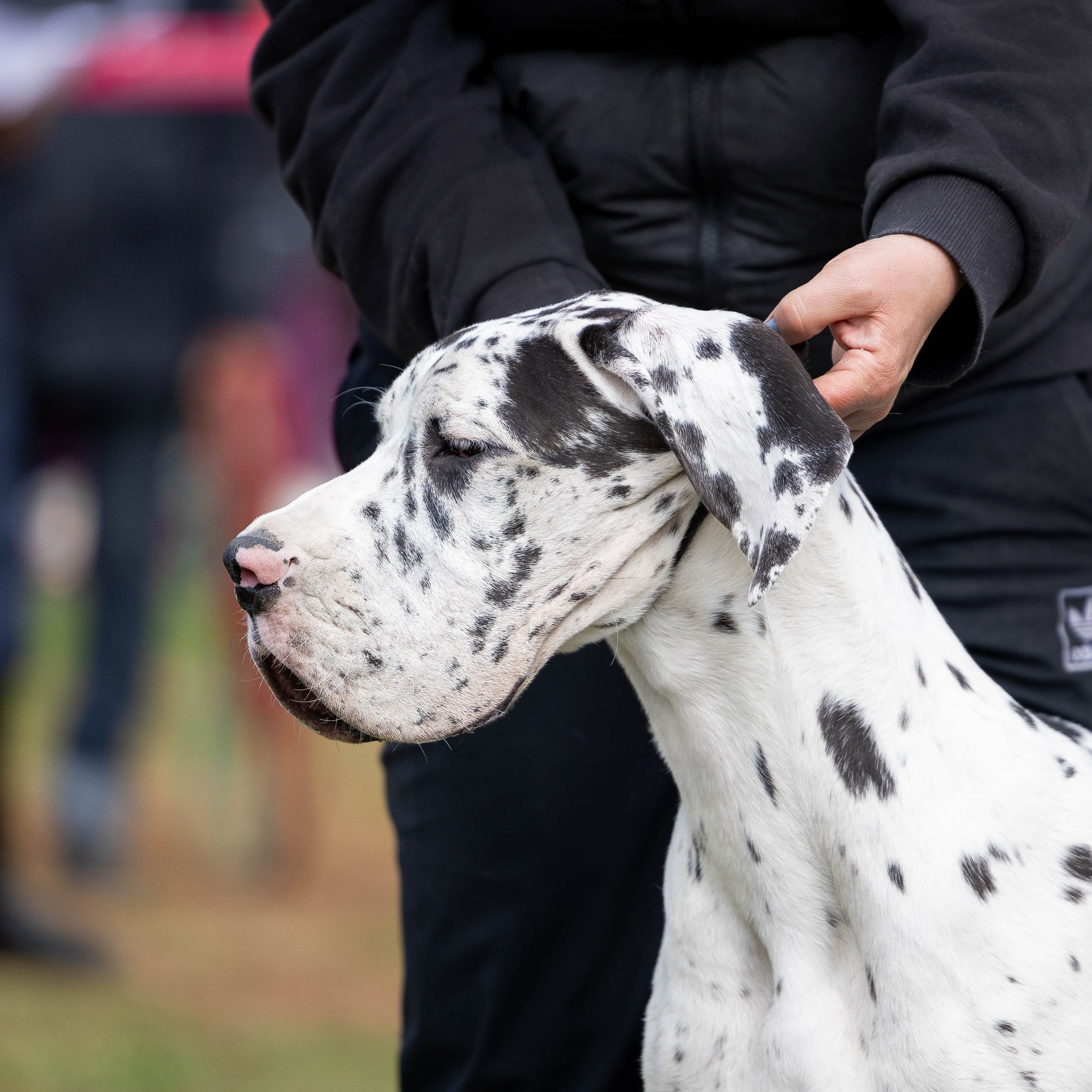 Прайс. Фотограф Анималист в Перми Анастасия Остерман