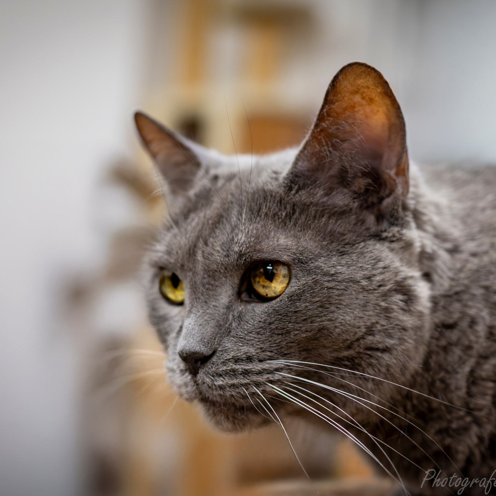Услуги и стоимость. Фотограф анималист в Санкт-Петербурге Таша Крейв
