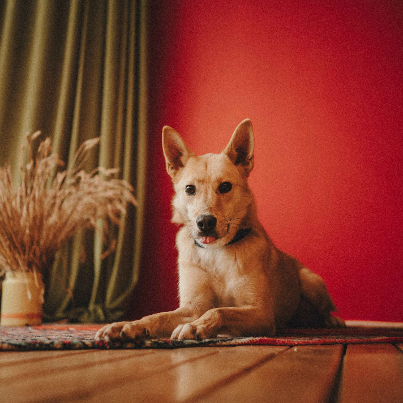 Ищут дом. Забери домой друга