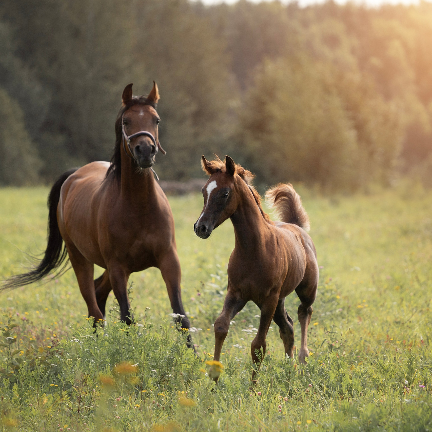 Фотограф анималист в Переславле. Фотограф Переславль Анастасия Гусева
