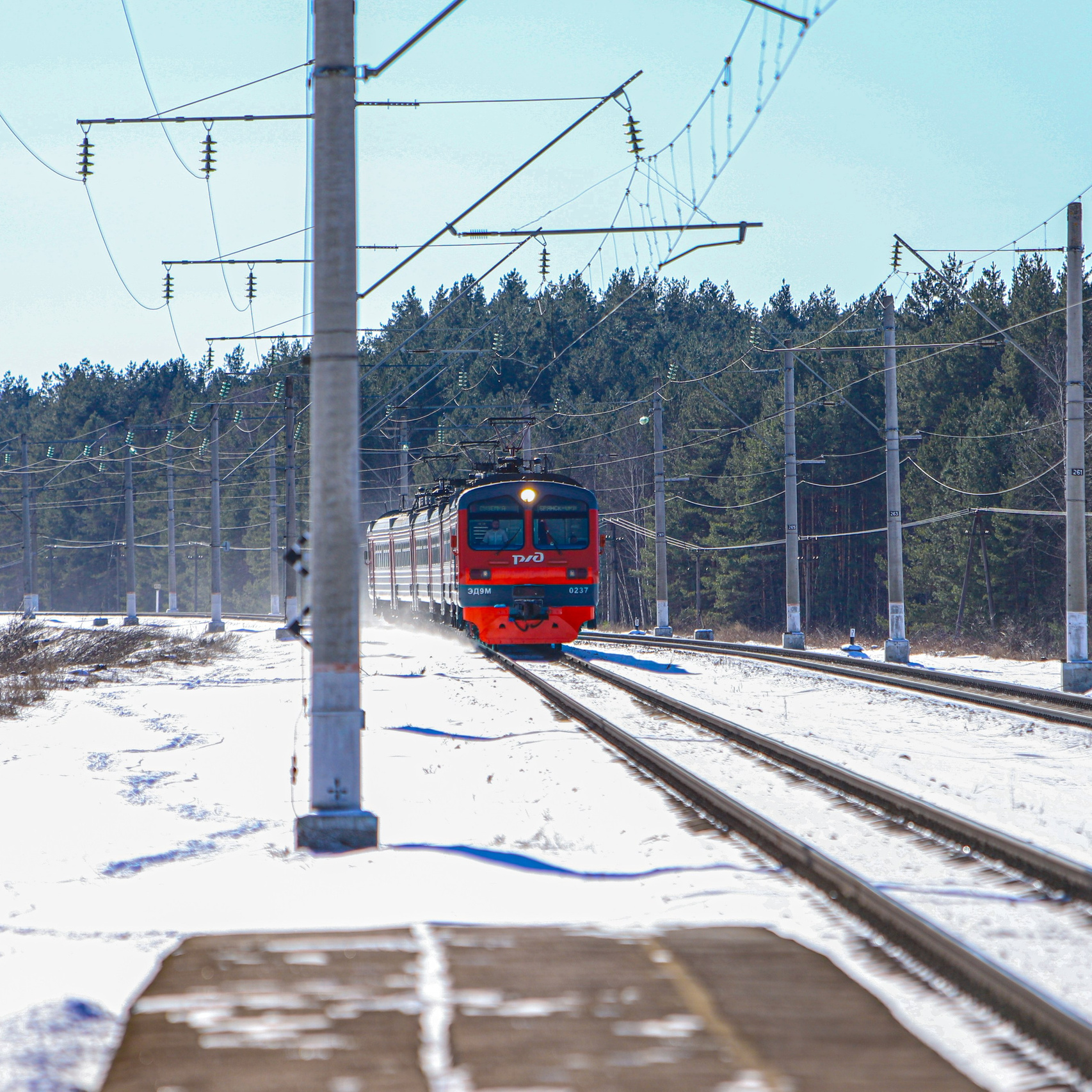Брянский лес. «Книжка с картинками» Фотограф Наталья Цыбина